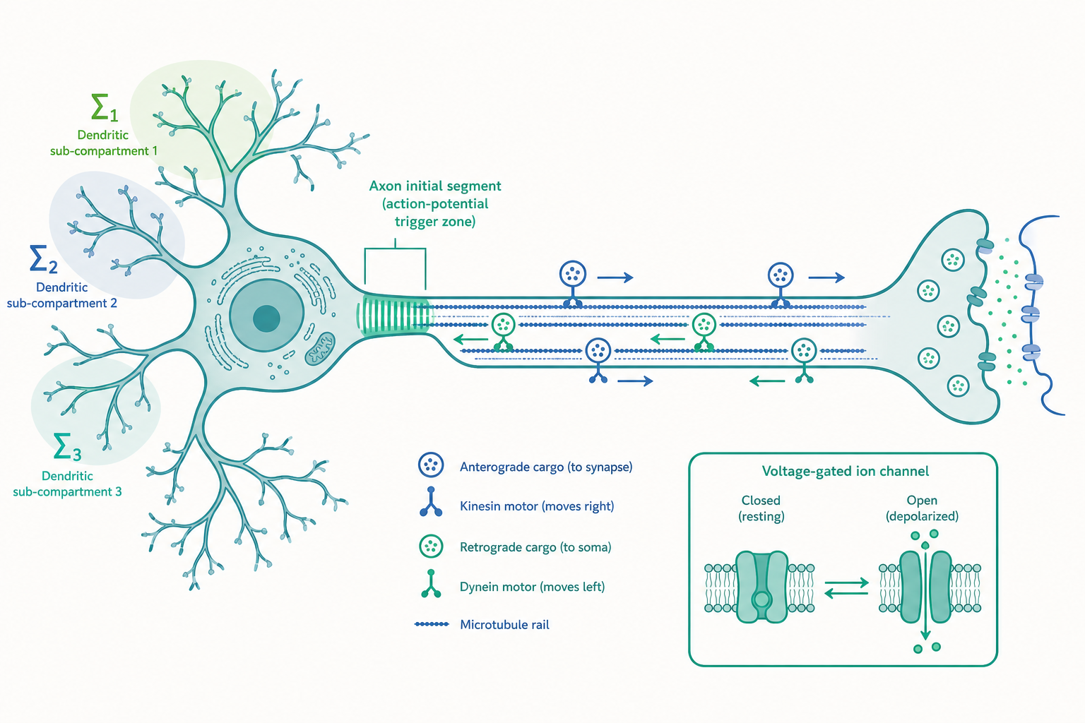 神經元的構造進階概念示意圖